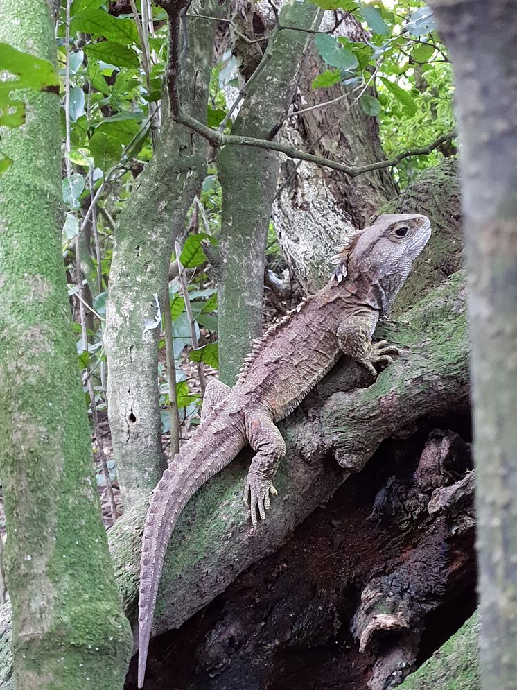 Tuatara