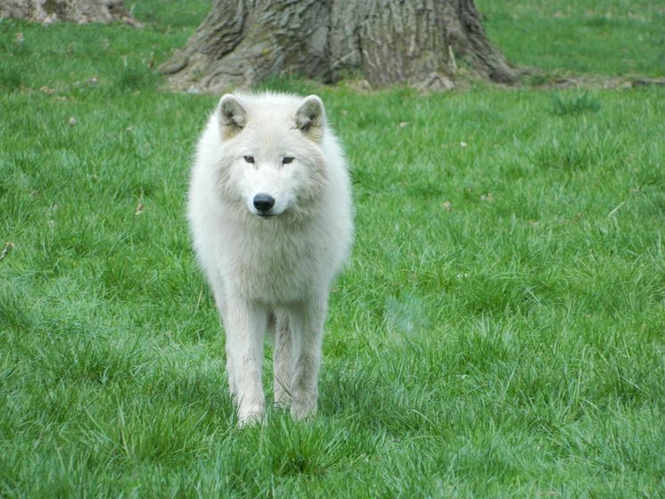 Destinationen in Dänemark – Knuthenborg Safaripark