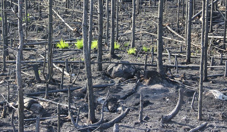 Dramatiska förändringar i växt- och djurliv efter storbranden i Västmanland