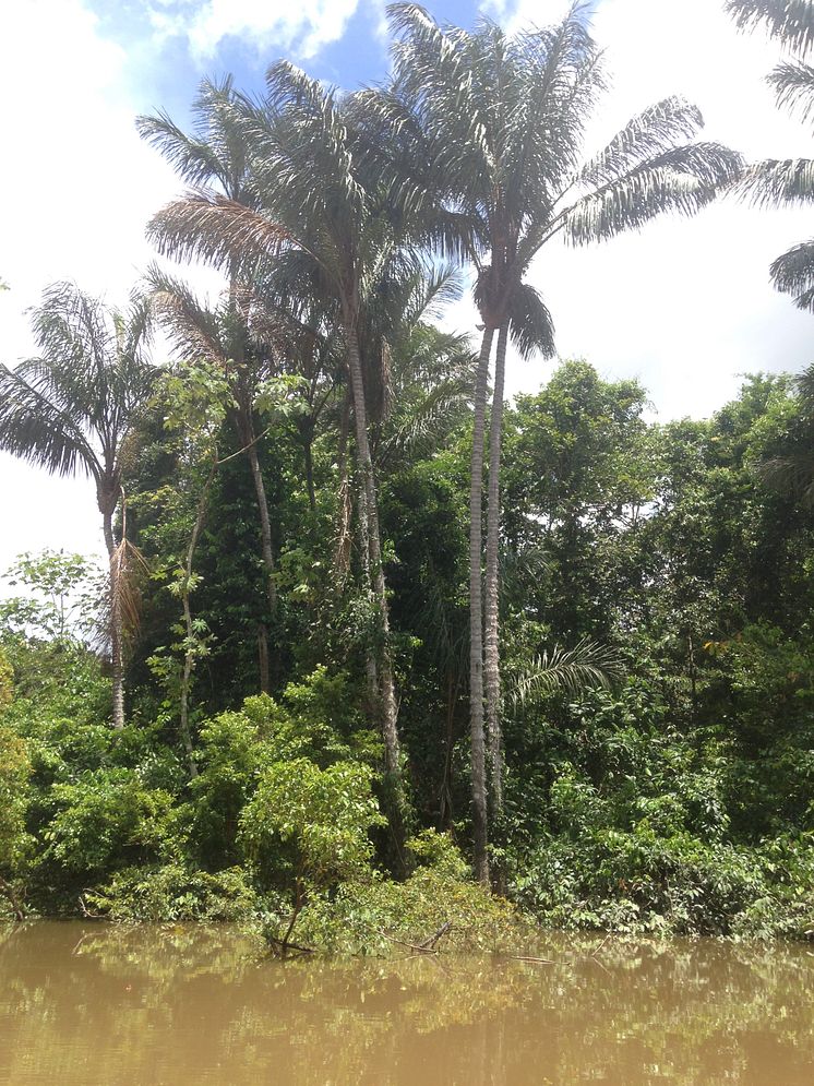 Palmer i Amazonas