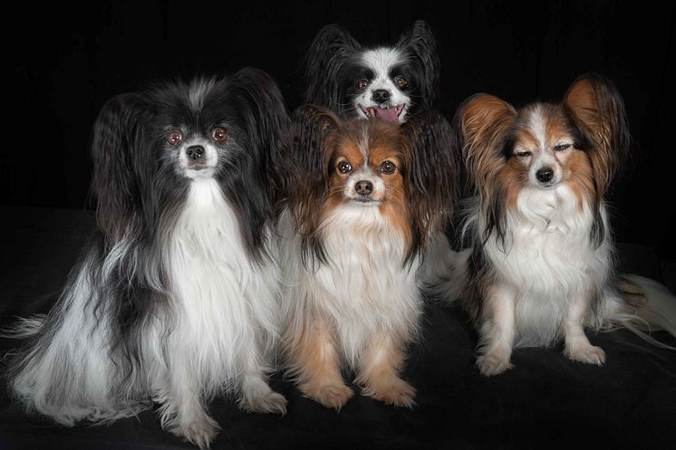 Hunde sind immer willkommen