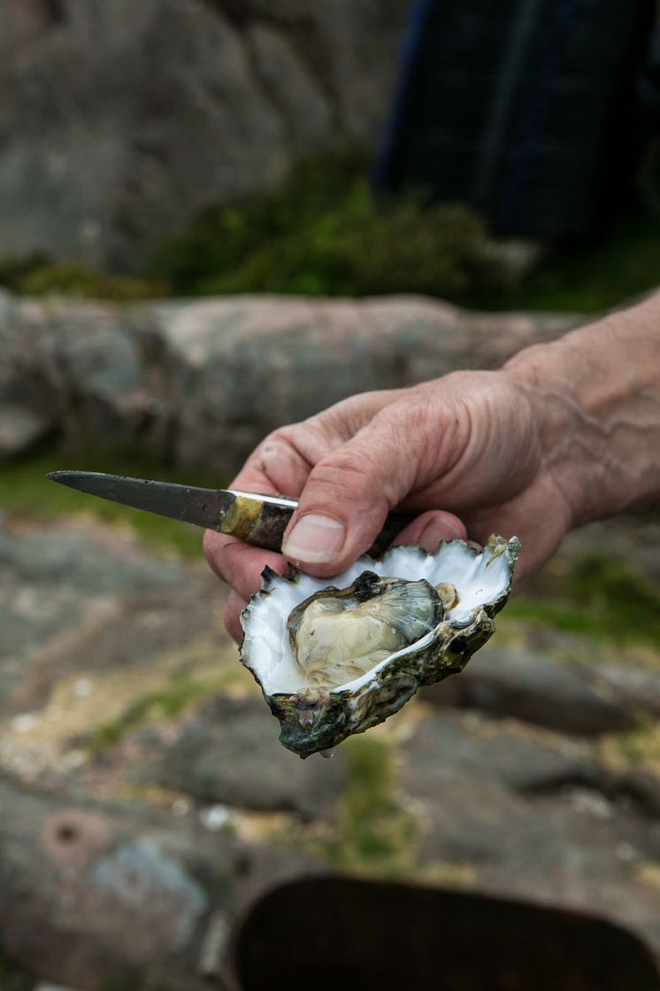 Oyster- Photo Cred Madeleine Landley