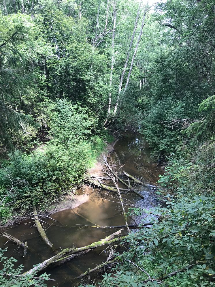 Ölmans lövskogsraviner naturreservat.JPG