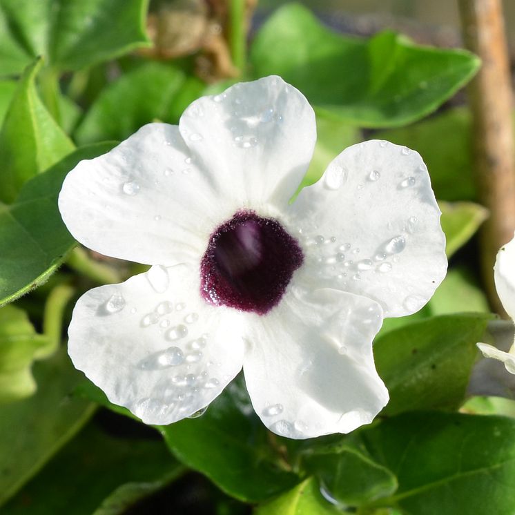 30 Thunbergia alata CloseUp vita