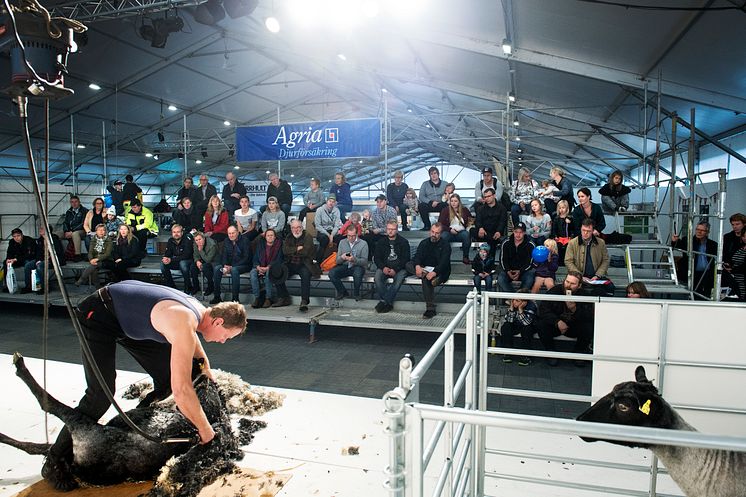 Fårklippning, Elmia Lantbruk 2016