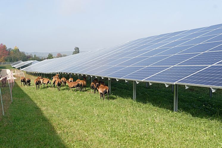 Online 72 DPI-Solarpark Berghülen_Beweidung  mit Schafen 2.jpg