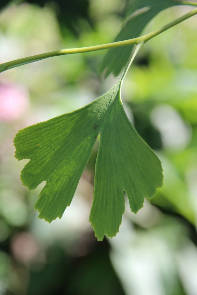 Ginkgo - världens äldsta träd!