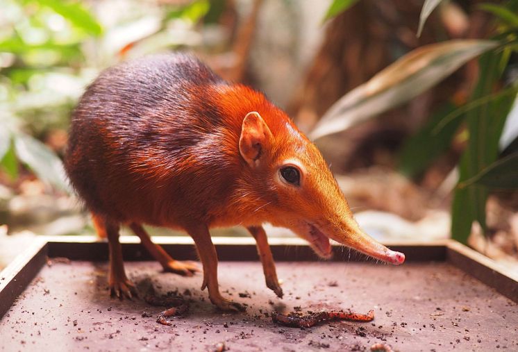 Rotschulter-Rüsselhündchen Rina - Foto: Zoo Leipzig