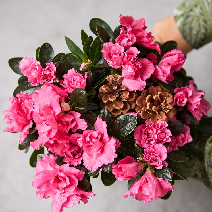 Azalea m kongler