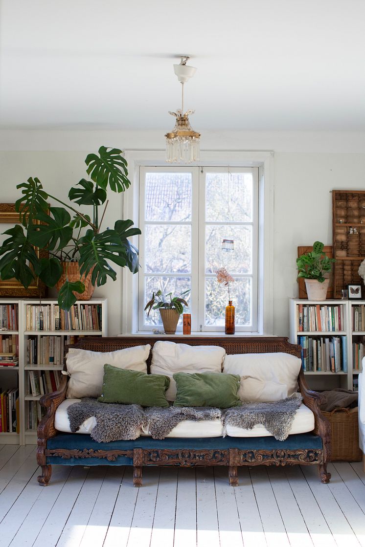 Gröna krukväxter_monstera.jpg