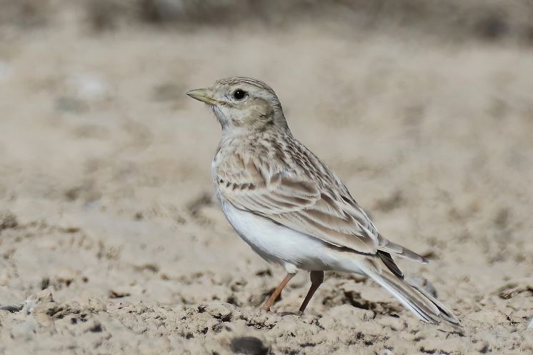 Asian Short-toed Lark