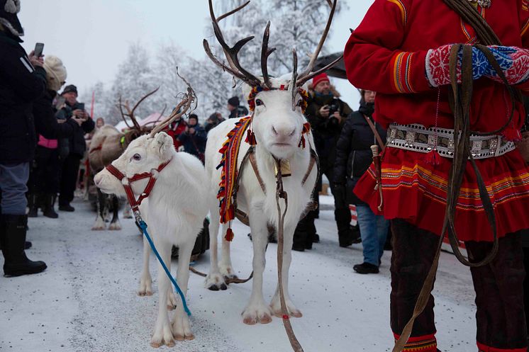 Jokkmokks marknad - renrajden