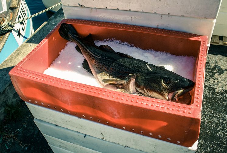 EU-kommissionen nödstoppar torskfisket i södra Östersjön