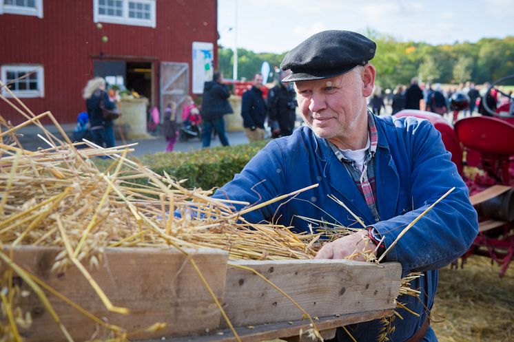 Förevisning av gamla tiders skörderedskap foto Thomas Carlén