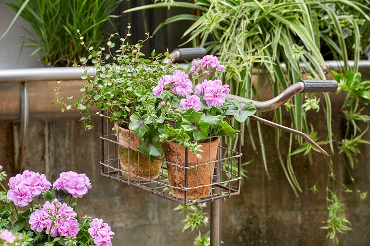 Pelargoner nya idéer med gammal cykel