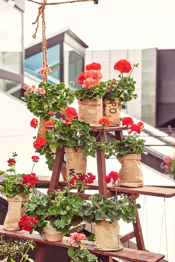 Pelargoner på balkongen