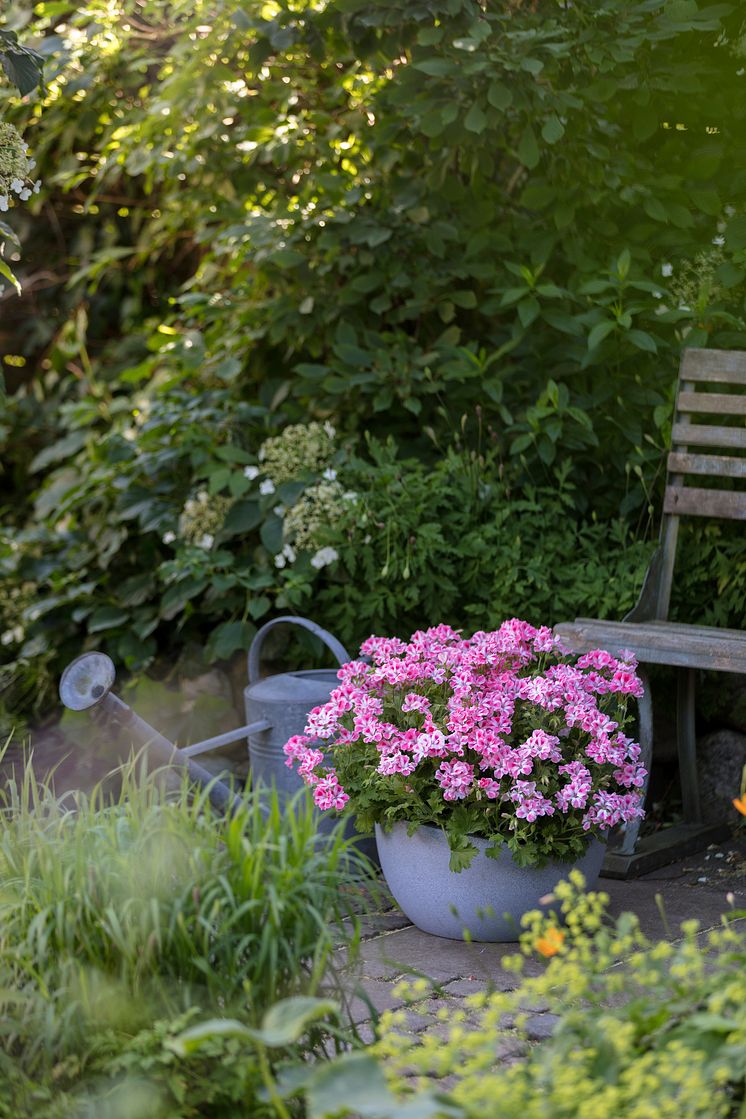 Pelargoner i trädgården