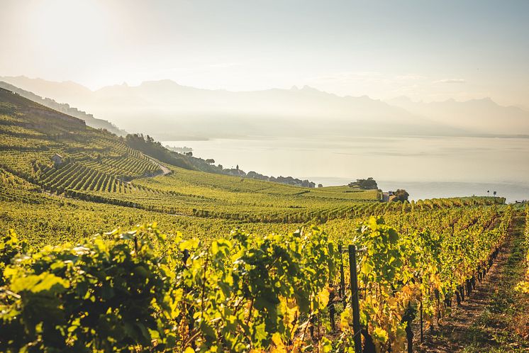 Die Weinberge des UNESCO Weltkulturerbes Lavaux bei Epesses© Schweiz Tourismus