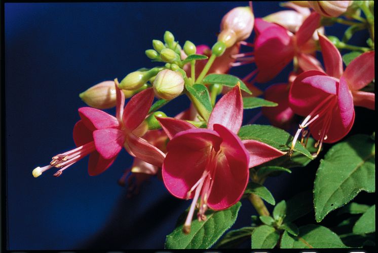 Fuchsia 'Cherry'