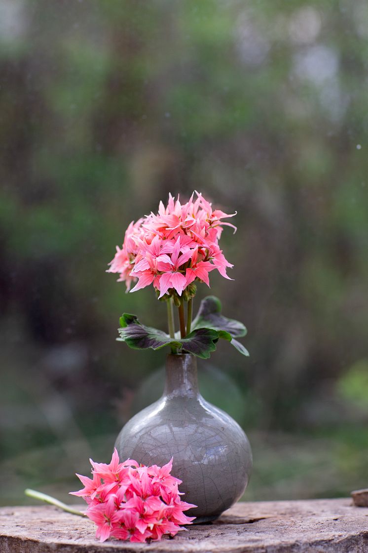 Årets Pelargon 2025 Pelargonium Summer Twist Rose Snitt foto annikasnaturligating.jpg
