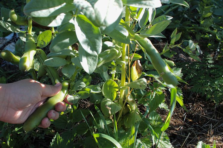 41443944-hand-harvesting-broad-beans-in-the-garden
