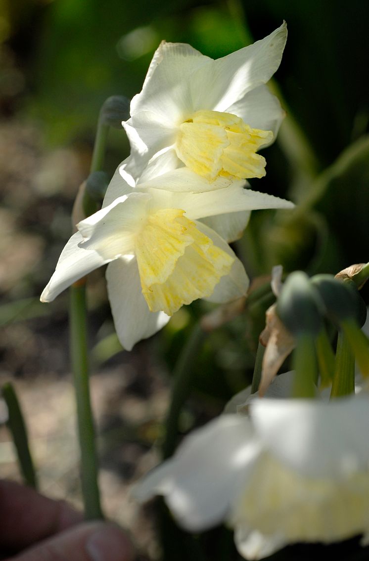 Orkidénarciss, Narcissus (Triandrus-Gruppen) ’Tresamble’