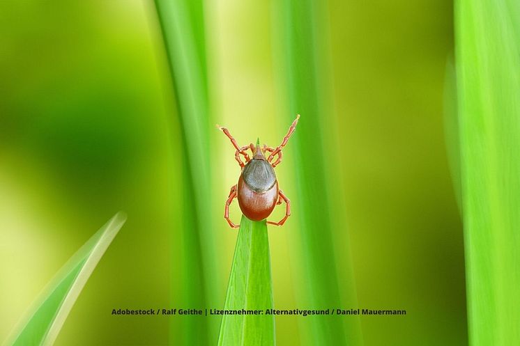 zeckenzeit_kampf_gegen_borreliose_wird_mit_frequenztherapie_gefuehrt (2)