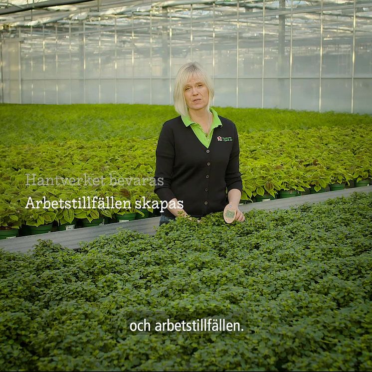 Gröna växter odlade i Sverige 1x1