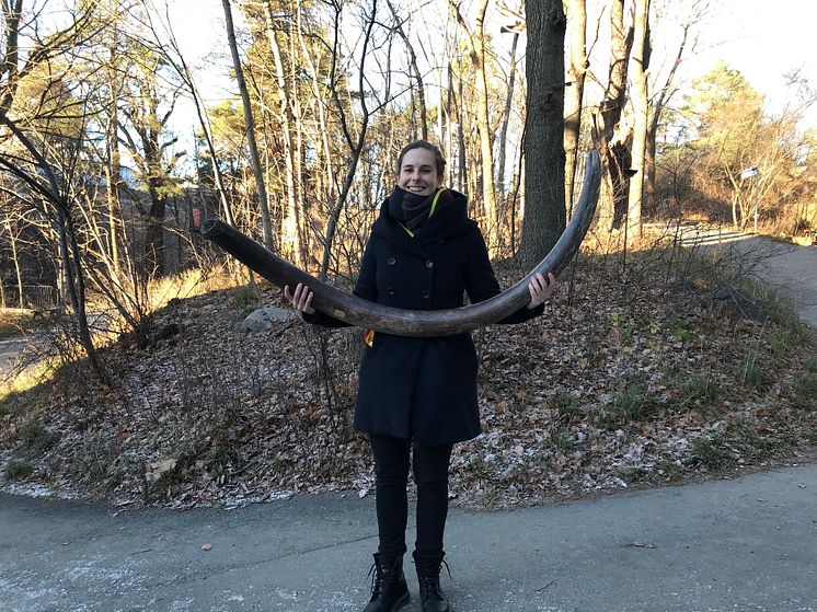 Wrangel_Island_tusk_2 (photo Love Dalén).JPG