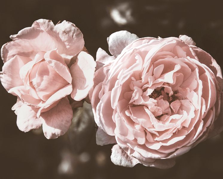 Vintage rose