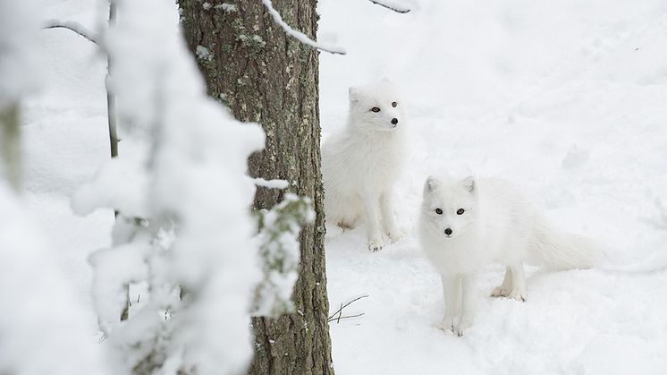 fjällräv järvzoo_