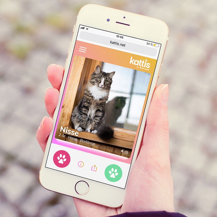 Kattis – en ny digital tjänst för att matcha med hemlösa katter