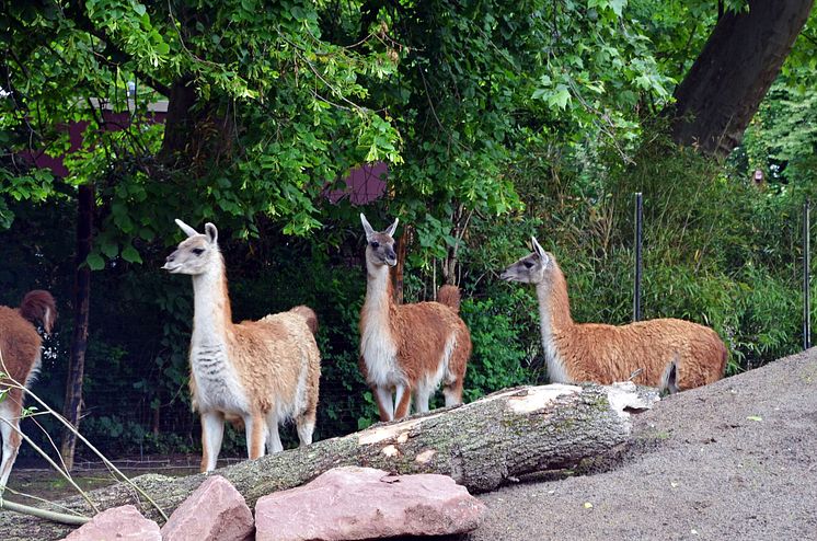 Zoo Leipzig - Guanakos