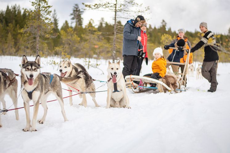 Dogsled_Enviken_Winter_fotoAnnaHolm_VisitDalarna