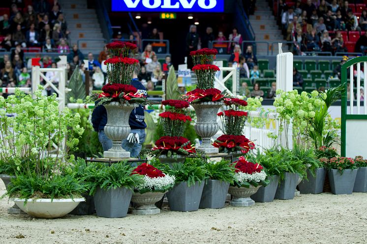 Blommor i Scandinavium