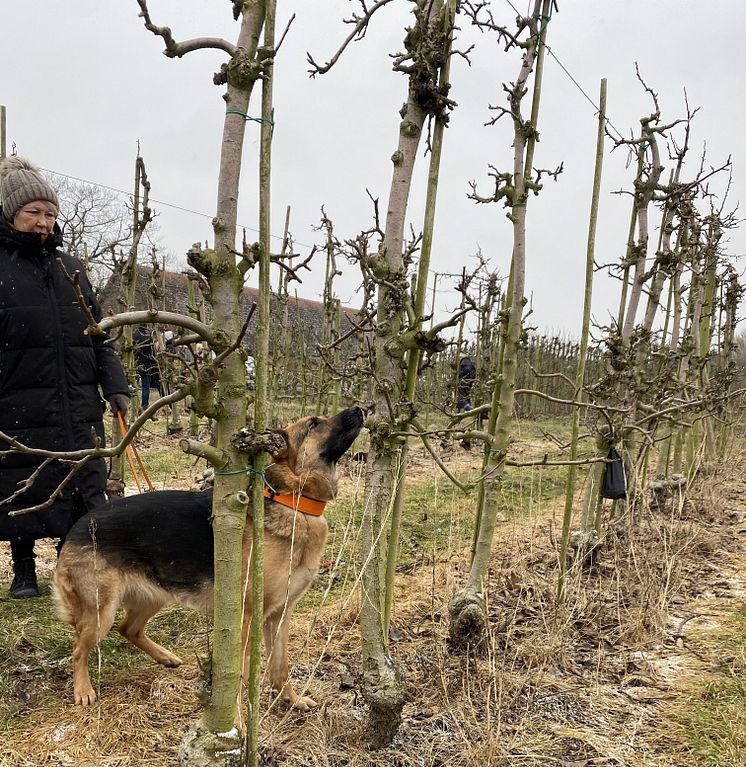 Anette Lindberg och hunden Edda.