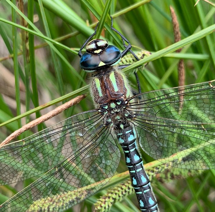 Tidig mosaiktrollslända (Brachytron pratense). Foto: Frank Johansson