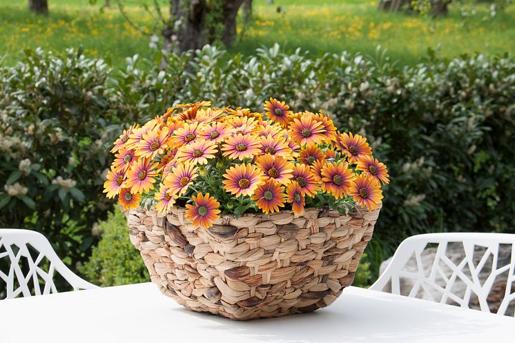 Stjärnöga, Osteospermum ecklonis Purple Sun