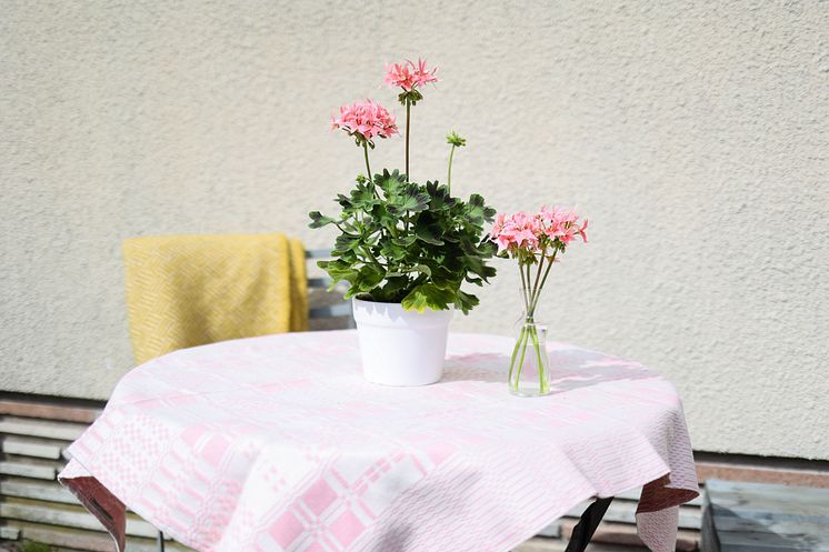 Årets Pelargon 2025 Pelargonium Summer Twist Rose foto SydGrönt (1).jpg