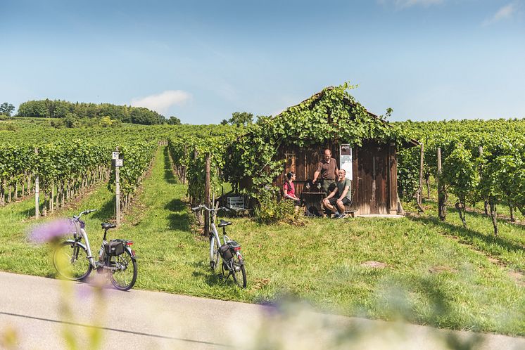 Rebberge Hallau in der Ostschweiz