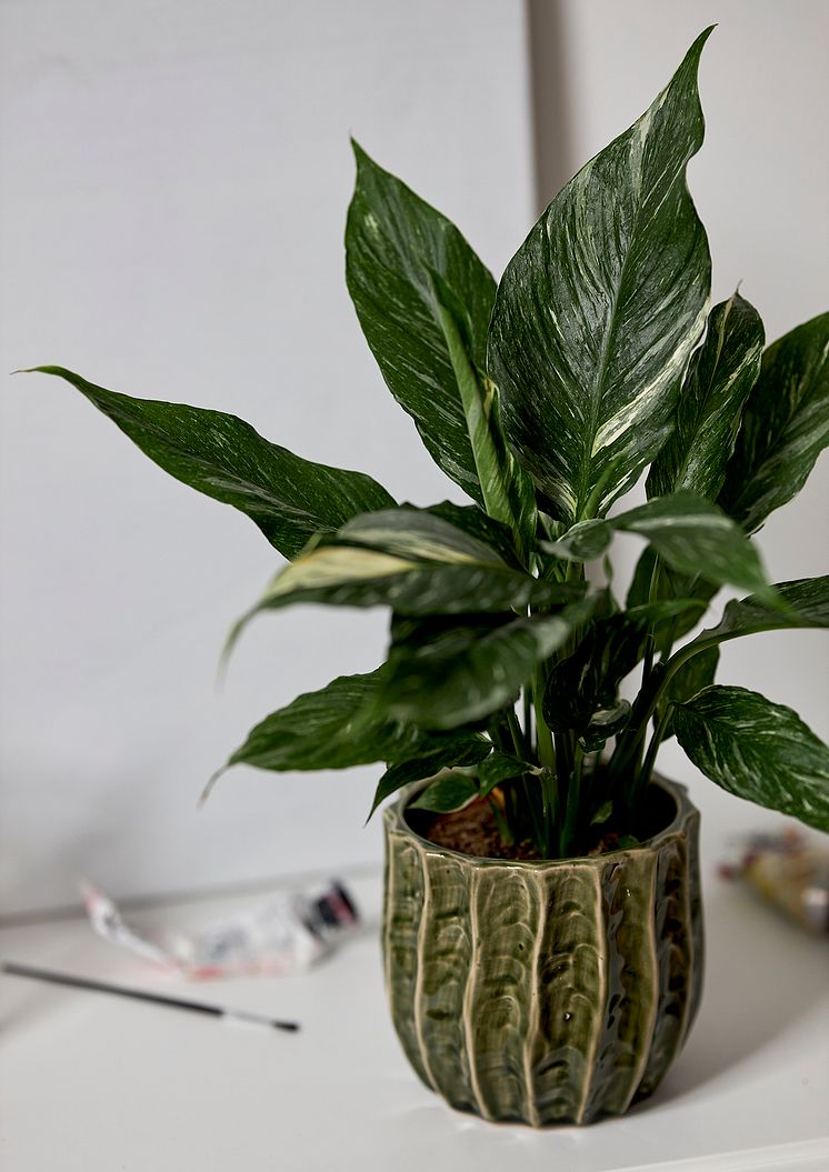 Spathiphyllum Diamond