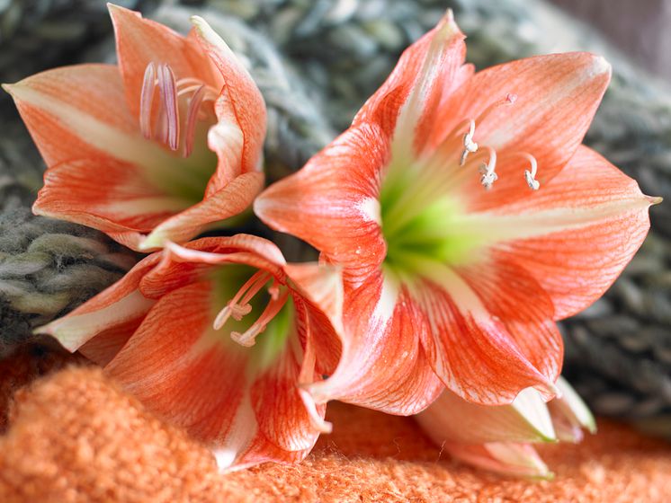 Röd och vit amaryllis