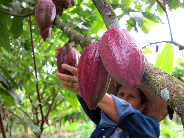 Elizabeth Agudelo – Forskande och passionerad kakaobonde från Colombia