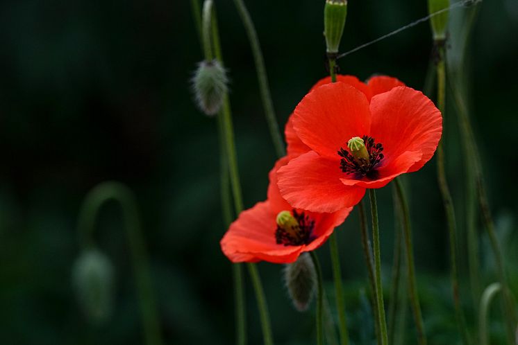 Remembrance Sunday - poppy.jpg