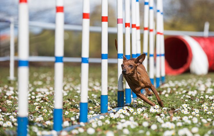 Agility med dvärgpinscher 