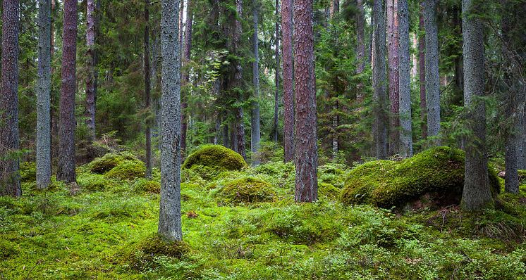 green-forest-tree-grass.jpg