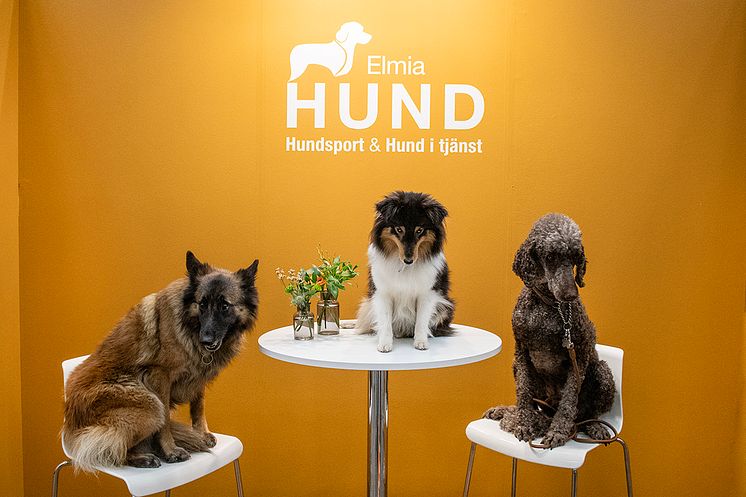 Elmia Hund 2025 tre hundar.jpg