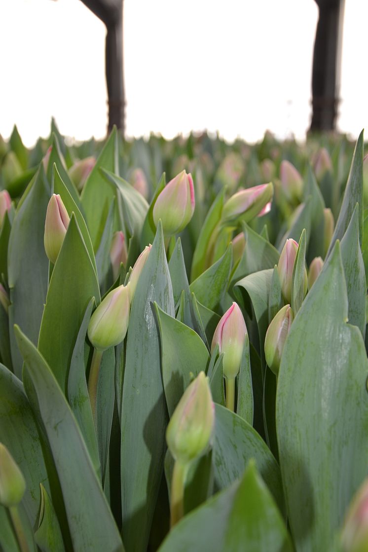 Målsta Blommor