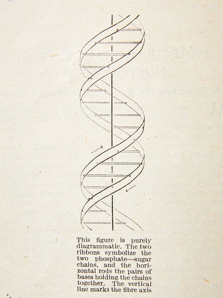Watson & Crick, the discovery of the structure of DNA 1953