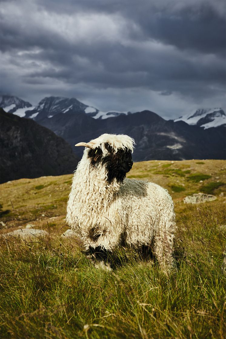 Schwarznasenschaf auf der Zermatter Stafelalpp 